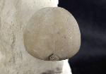 Conulus subrotundus (MANTELL 1822) - Bild © FossNet FossilienStore